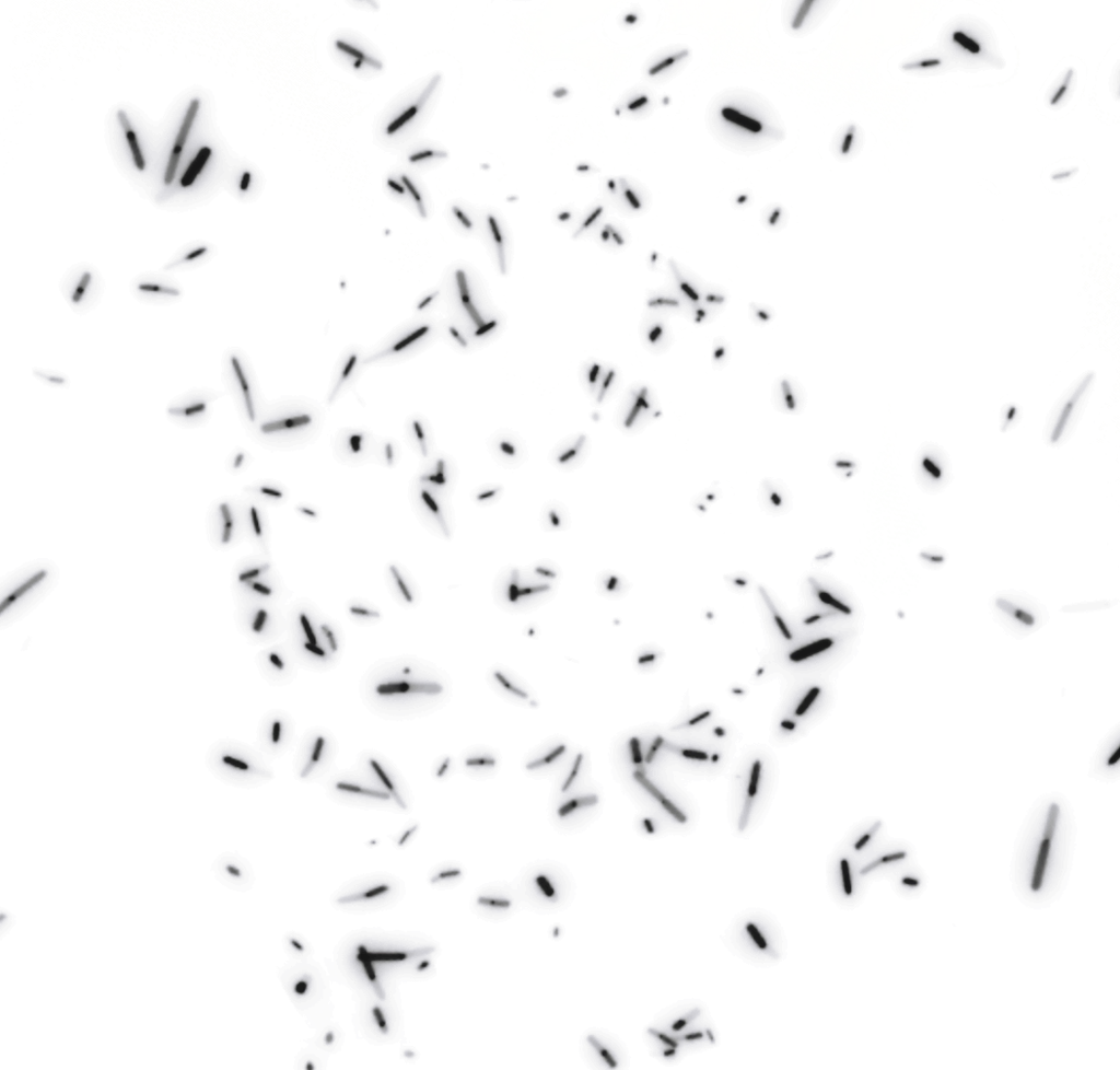 Rotting artwork