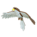 Hawk artwork