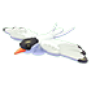 Arctic Tern artwork